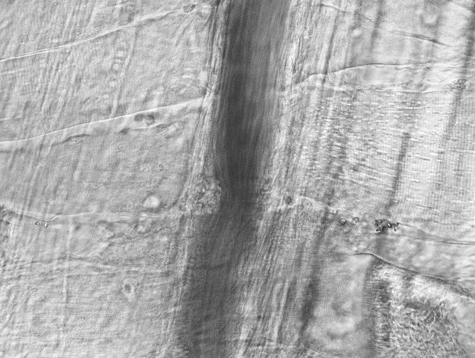 原位细胞3D切割成像平台-CellSurgeon