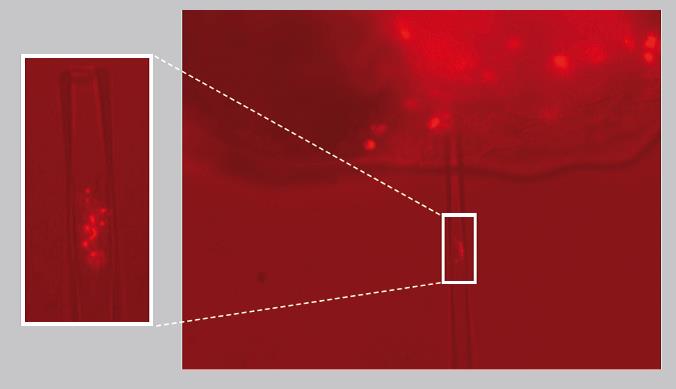 原位细胞3D切割成像平台-CellSurgeon