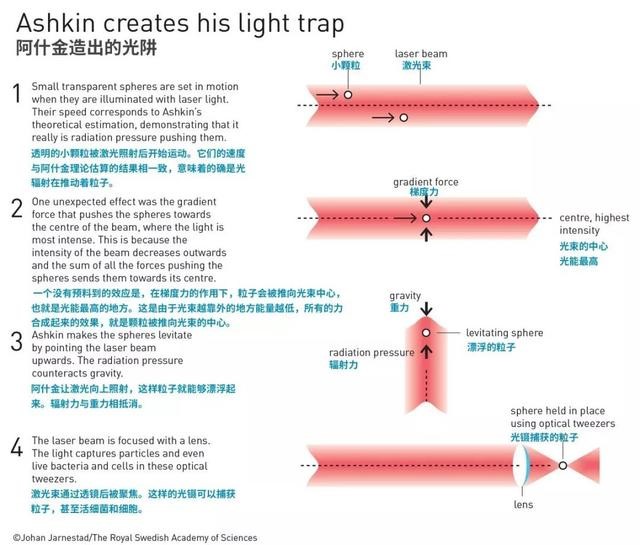 利用光之力操控细胞，解析光镊“爆冷”夺诺奖