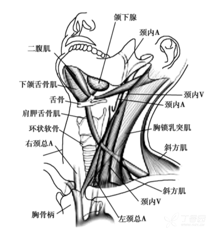 切換新版 >> 不再顯示 × 上界:下頜骨下緣,下頜角,乳突尖,枕骨上項線