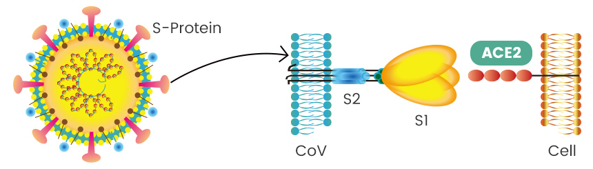 仅用11天，义翘神州成功表达新型冠状病毒重组蛋白科研工具