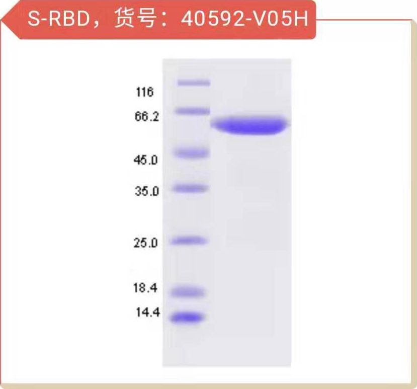了解冠状病毒的“皇冠”，义翘神州成功开发重组蛋白科研工具试剂