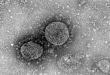 新型冠状病毒毒种信息