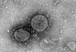 新冠病毒 mRNA 疫苗何时能上市？企业：仍在动物试验阶段