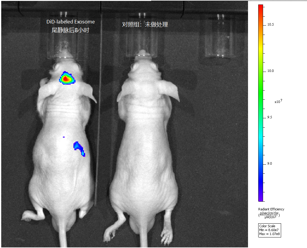 DID-Exosome 外泌体尾静脉注射动物实验