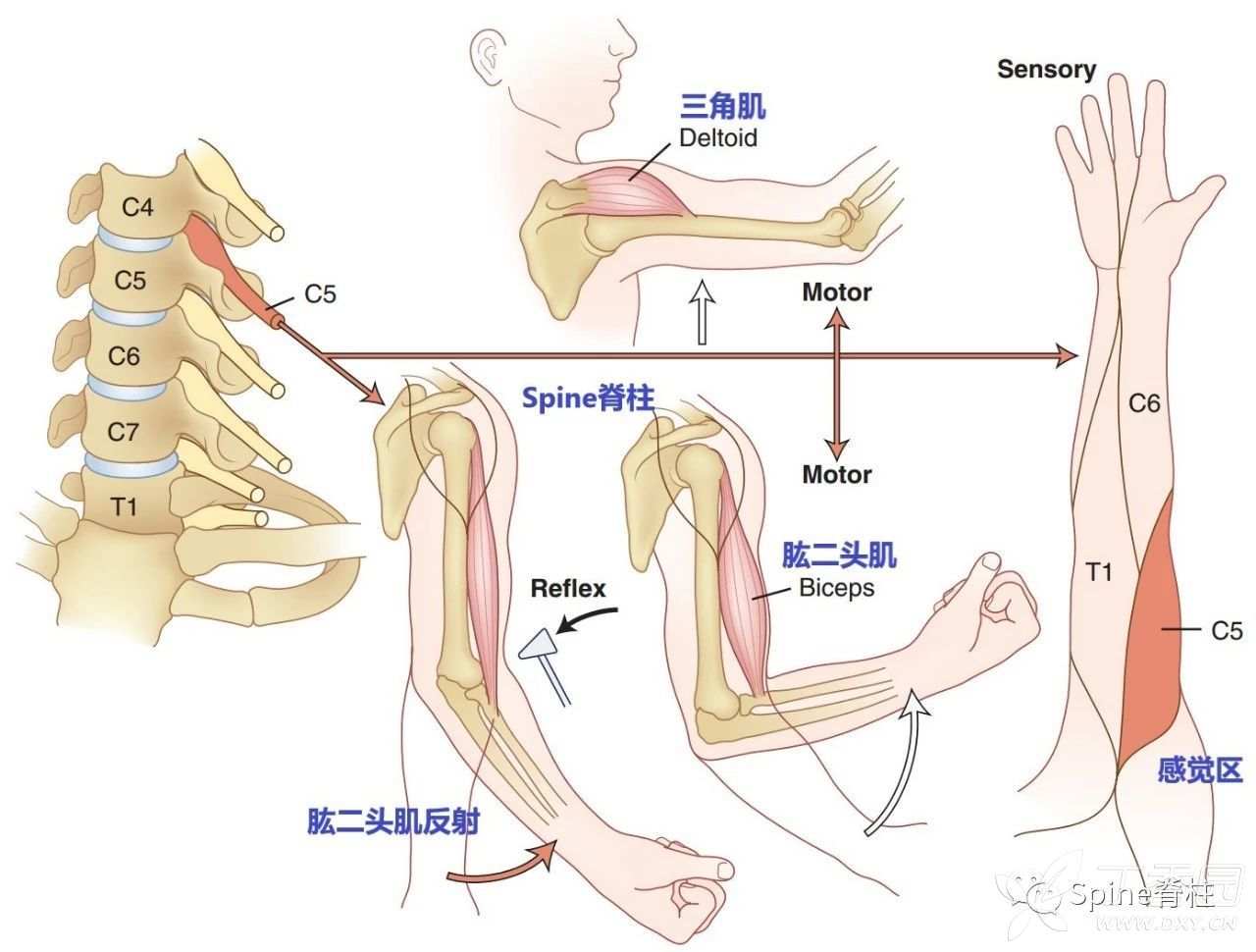 初学者系列-神内经典视频(十一)-从一个消失的反射看神经根型颈椎病的