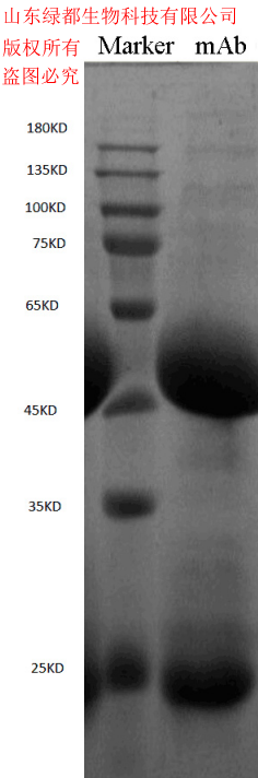 尼卡巴嗪代谢物抗体 尼卡巴嗪代谢物单抗 抗尼卡巴嗪代谢物单克