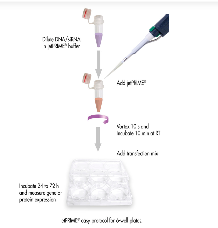 Polyplus 转染试剂   