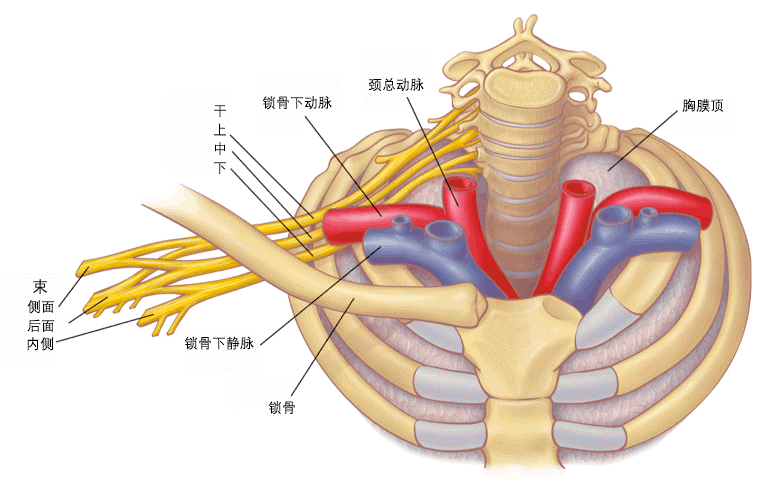 pn三分钟:胸廓出口综合征
