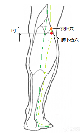 肺下合穴位于小腿后面，在委阳穴下一寸处。2、经络感传本经感传：膀胱经