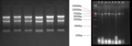 InstantView™绿色荧光DNA Ladder(0.1-10kb, 21 bands, 溴酚蓝)