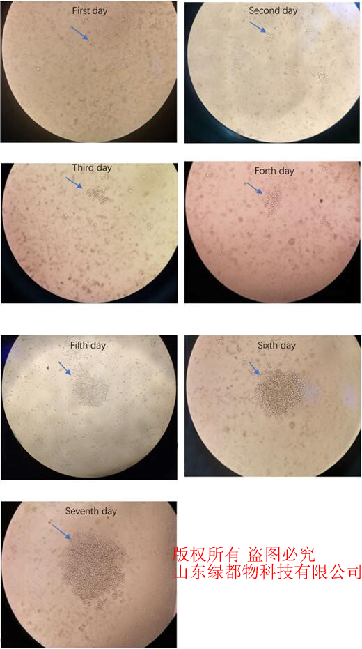 抗大豆凝集素单克隆抗体