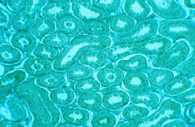大鼠肺泡Ⅱ型细胞说明书