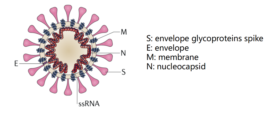深度解读新型冠状病毒感染与免疫机制