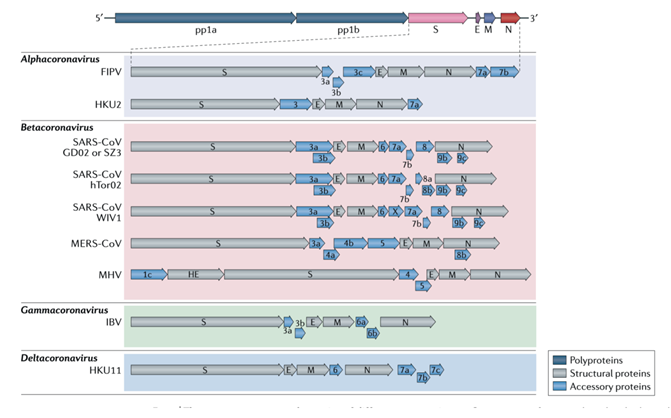 深度解读新型冠状病毒感染与免疫机制