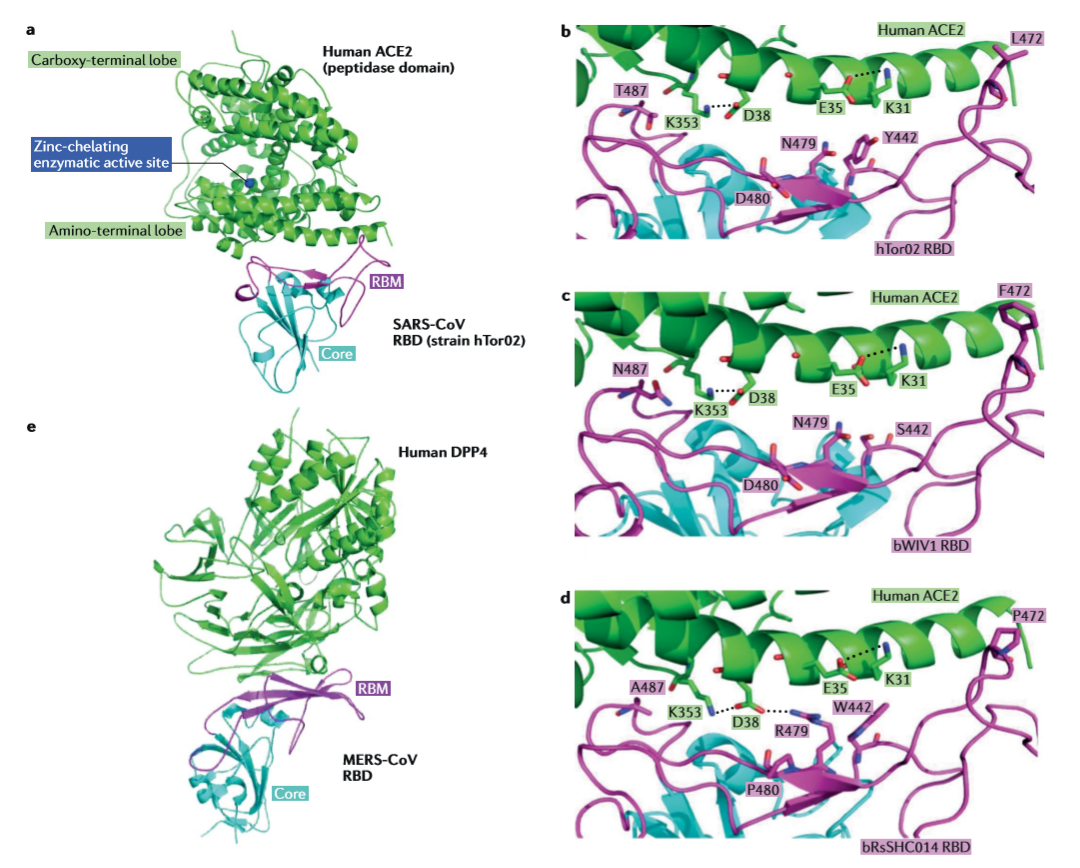 深度解读新型冠状病毒感染与免疫机制