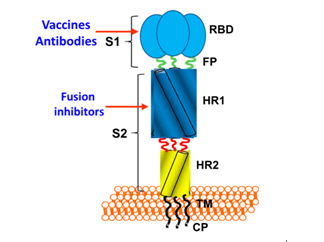 深度解读新型冠状病毒感染与免疫机制