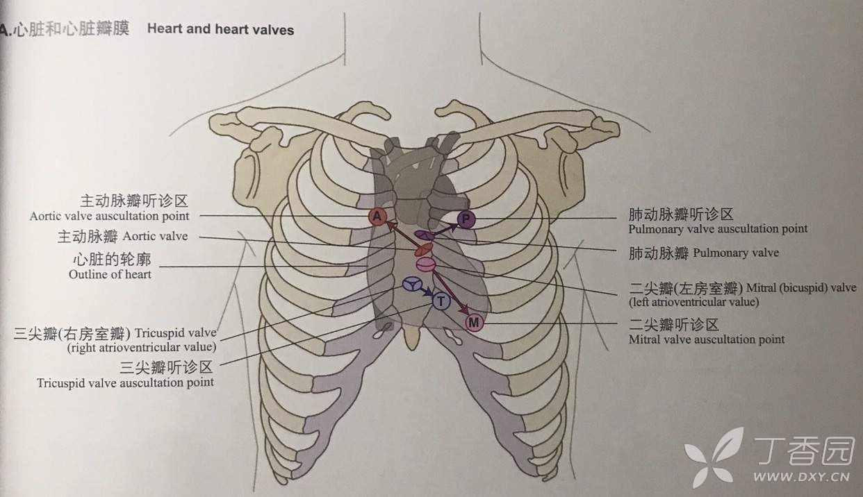 肺部听诊顺序示意图图片