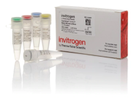 SuperScript IV VILO 反转录预混液