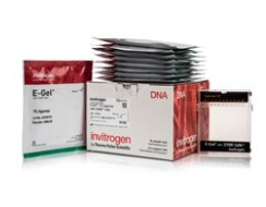 E-Gel™ 预制琼脂糖凝胶