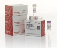 SuperScript™ III 反转录酶