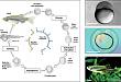 杭州环特生物 | 免费提供抗新冠状病毒药物筛选技术支持
