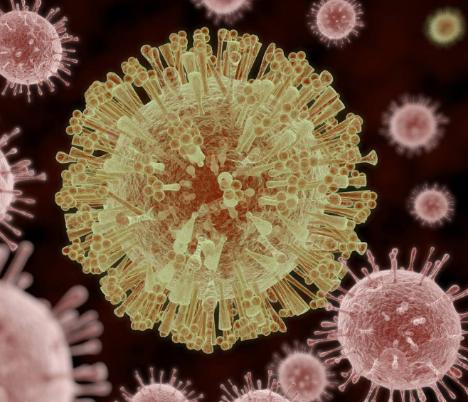 Turkey Enteritis Coronavirus (TCoV)火鸡肠炎冠状病毒染料法荧光定量RT-PCR试剂盒