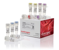 SuperScript™ IV 第一链cDNA合成试剂盒