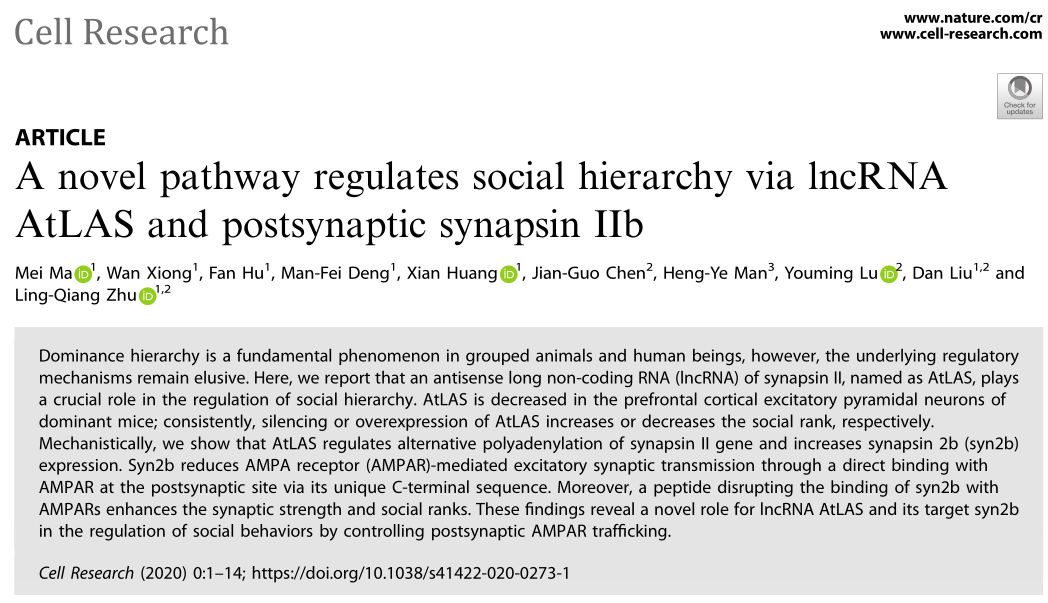 新发现：非编码RNA AtLAS通过突触后syn2b调控社会等级行为