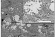 横跨 15 年，3 篇 Nature/Science，石正丽等团队发现蝙蝠是 SARS，猪急性腹泻及新型冠状肺炎的病原体的宿主