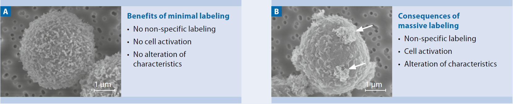 StraightFrom 全血磁珠系列,临床血液样本细胞分选的精准之选