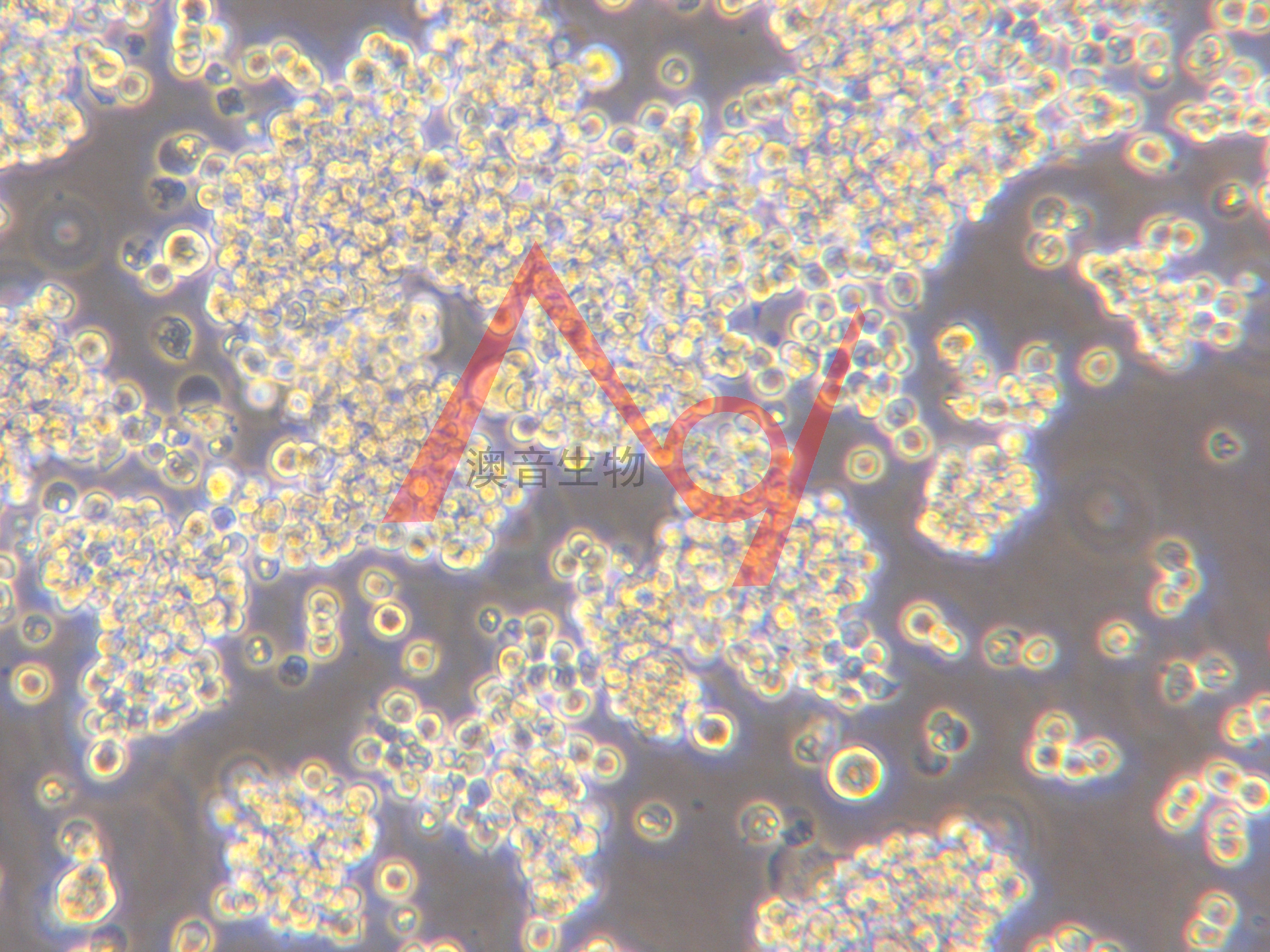 Ana-1[ANA-1; ANA1]小鼠巨噬细胞