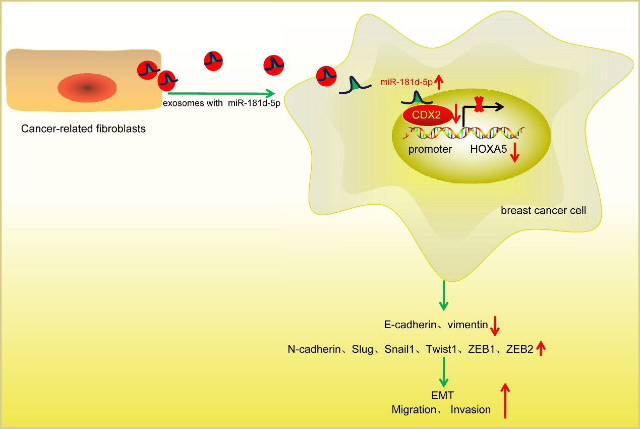 CAFs释放的含microRNA-181d-5p的外泌体通过调节乳腺癌中CDX2\HOXA5促进EMT
