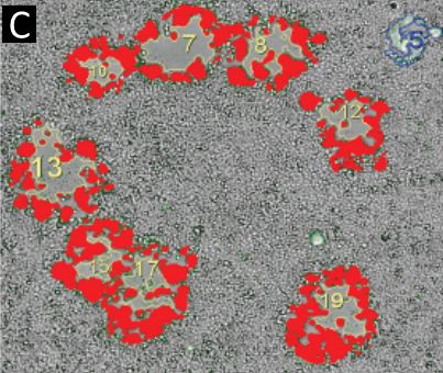快速高效判断病毒活性,何惧「疫」军突起
