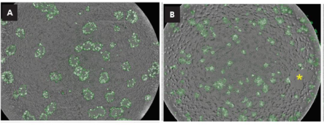 快速高效判断病毒活性，何惧「疫」军突起