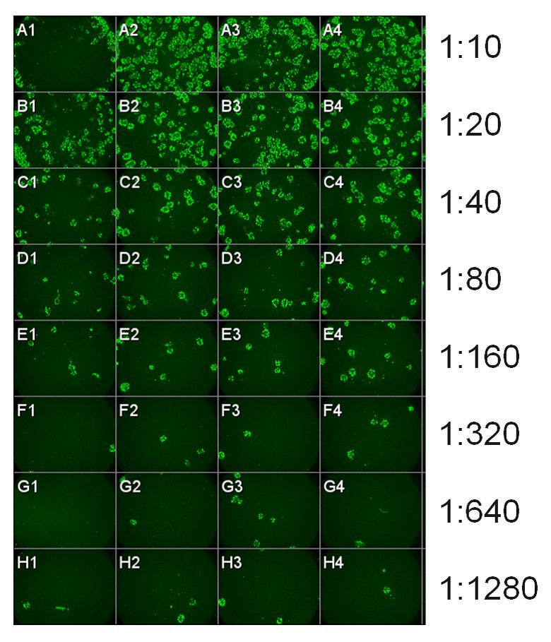 快速高效判断病毒活性,何惧「疫」军突起