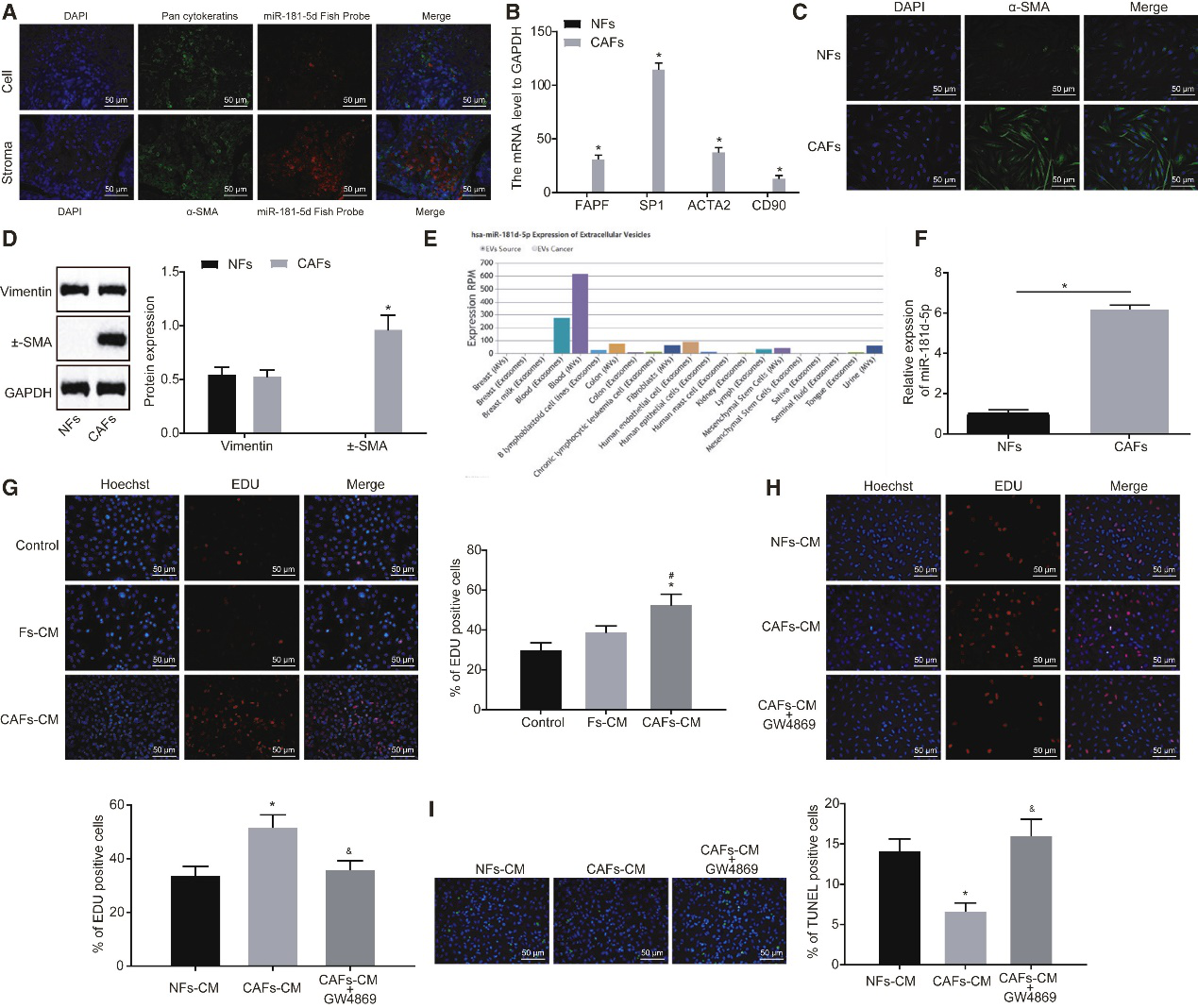CAFs释放的含microRNA-181d-5p的外泌体通过调节乳腺癌中CDX2\HOXA5促进EMT
