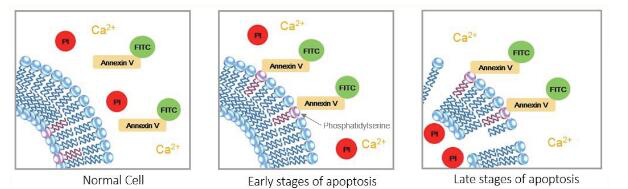 Cathepsin B抑制剂（CA-074 methyl e