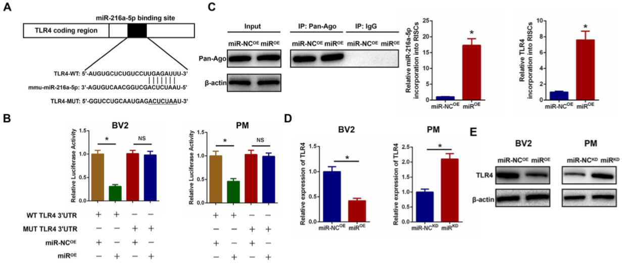 缺氧下MSC细胞分泌的携带miR-216a-5p外泌体可通过调控小胶质细胞M1/M2极化修复外伤性脊髓损伤