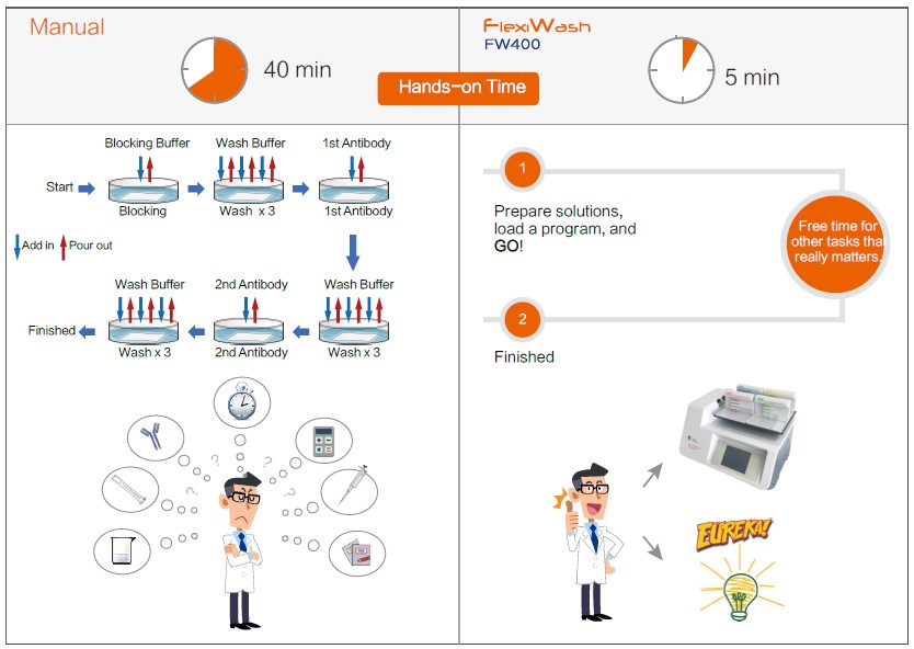 Western Blot孵育清洗自动化、标准化
