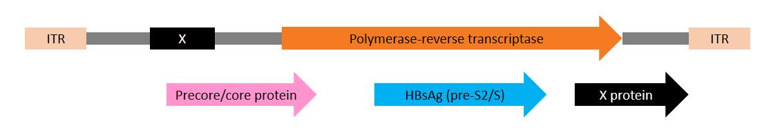【枢密新成果】用于制备乙肝动物模型的「rAAV8-1.3xHBV」