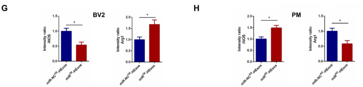 缺氧下MSC细胞分泌的携带miR-216a-5p外泌体可通过调控小胶质细胞M1/M2极化修复外伤性脊髓损伤