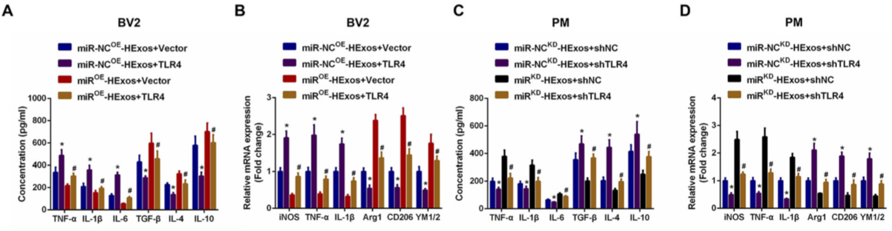 缺氧下MSC细胞分泌的携带miR-216a-5p外泌体可通过调控小胶质细胞M1/M2极化修复外伤性脊髓损伤