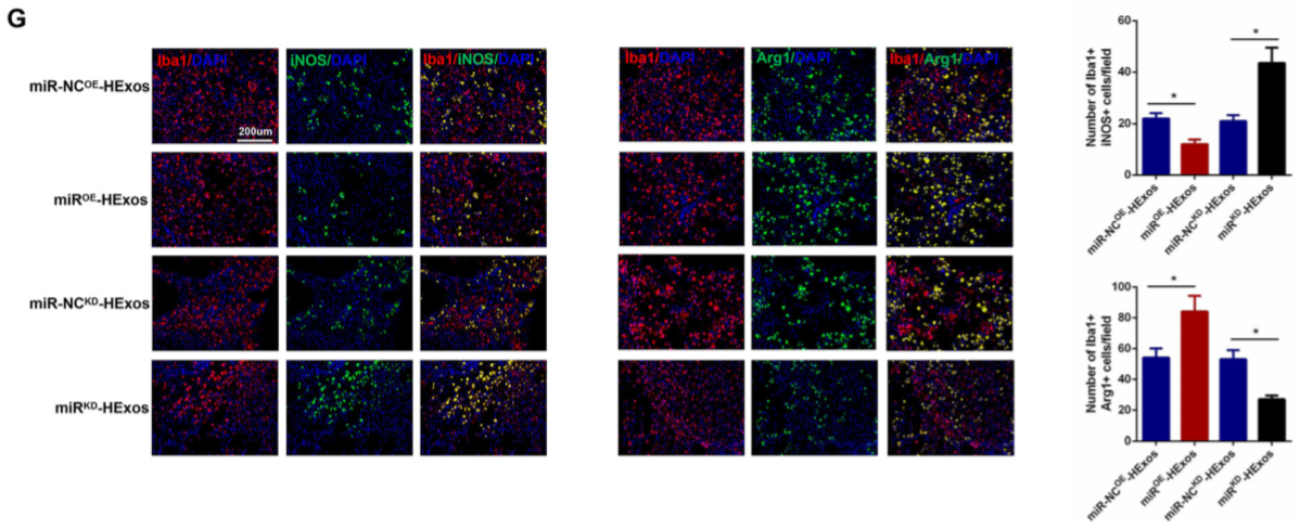 缺氧下MSC细胞分泌的携带miR-216a-5p外泌体可通过调控小胶质细胞M1/M2极化修复外伤性脊髓损伤