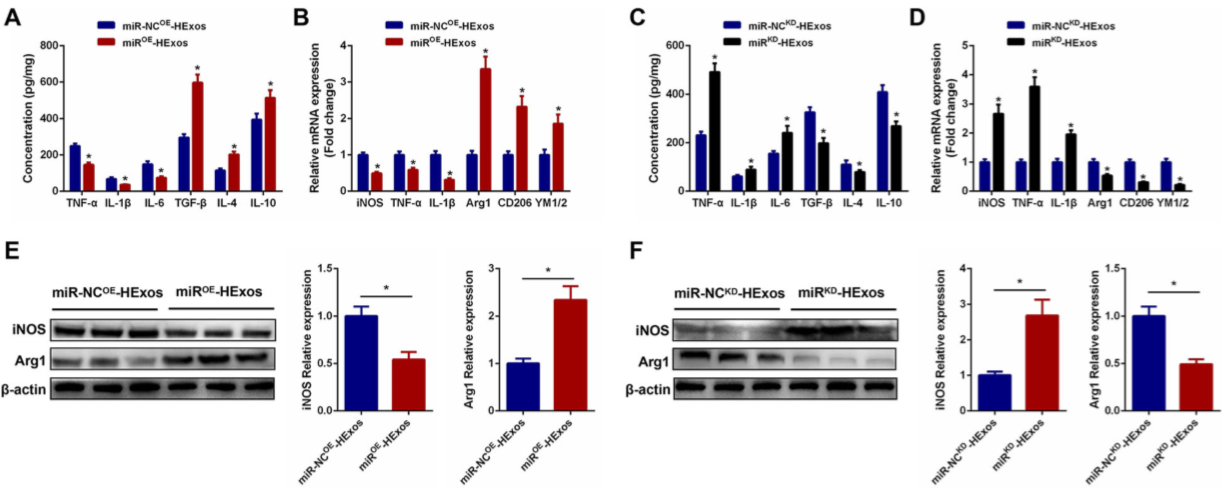 缺氧下MSC细胞分泌的携带miR-216a-5p外泌体可通过调控小胶质细胞M1/M2极化修复外伤性脊髓损伤