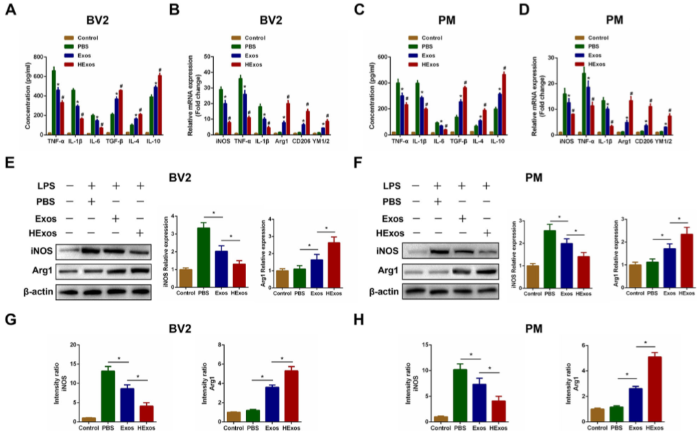 缺氧下MSC细胞分泌的携带miR-216a-5p外泌体可通过调控小胶质细胞M1/M2极化修复外伤性脊髓损伤