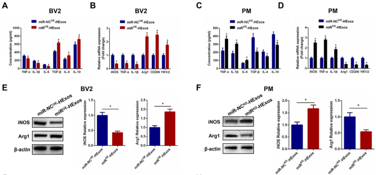 缺氧下MSC细胞分泌的携带miR-216a-5p外泌体可通过调控小胶质细胞M1/M2极化修复外伤性脊髓损伤