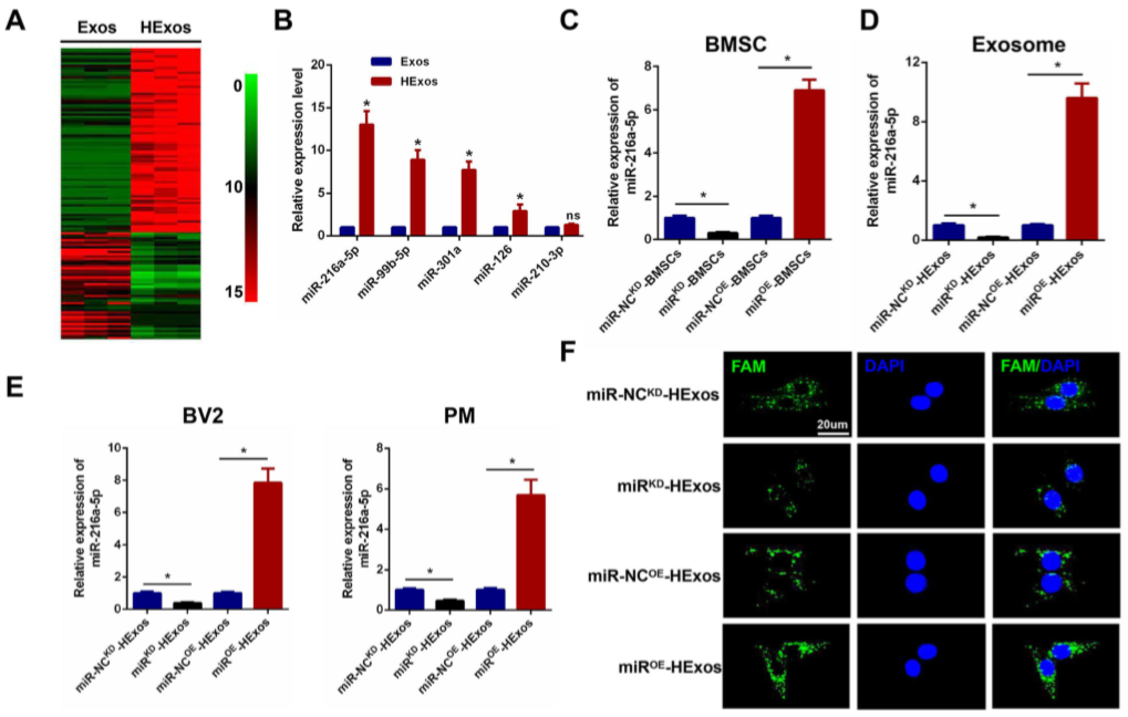 缺氧下MSC细胞分泌的携带miR-216a-5p外泌体可通过调控小胶质细胞M1/M2极化修复外伤性脊髓损伤