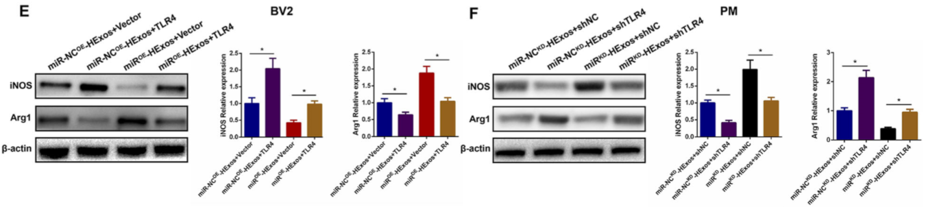 缺氧下MSC细胞分泌的携带miR-216a-5p外泌体可通过调控小胶质细胞M1/M2极化修复外伤性脊髓损伤