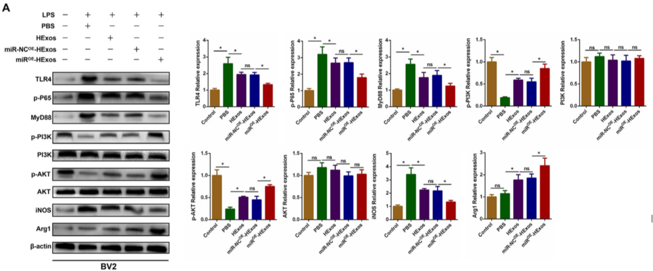缺氧下MSC细胞分泌的携带miR-216a-5p外泌体可通过调控小胶质细胞M1/M2极化修复外伤性脊髓损伤